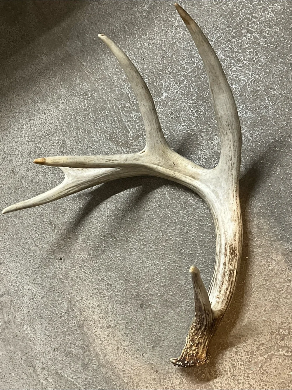 Natural Brown Deer Antler Wall Accent - Rustic Home Wall Decor